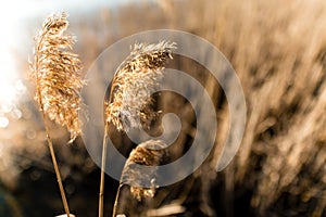 Common reed Phragmites australis as background or texture photo