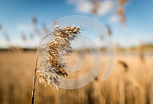 Common reed Phragmites australis as background or texture photo