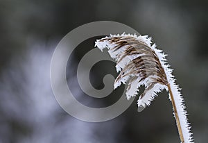 Common reed, Phragmites australis, covered in frost. photo