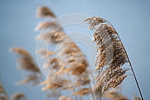 Common reed phragmites australis dry seed heads in spring agai