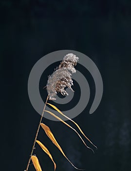 Common Reed Phragmites australis ,Germany