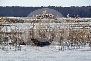 Common Reed (Phragmites australis) growing along hiking trail at Tiny Marsh