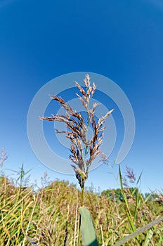 Common Reed Phragmites australis isolated against blue sky with selective focus