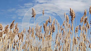 Common reed Phragmites australis over a blue sky summer day