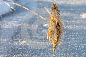 Common Reed Phragmites australis seed head in winter