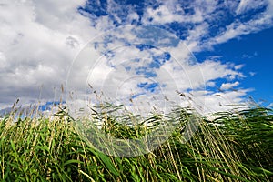 Common reed Phragmites australis on the sky background.