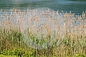 Common Reed, Phragmites Australis, a tall perennial grass. photo