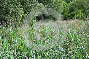 Common Reed Phragmites communis River Waveney, Suffolk, UK