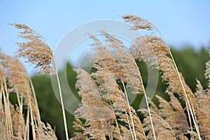 Common Reed (Phragmites) photo