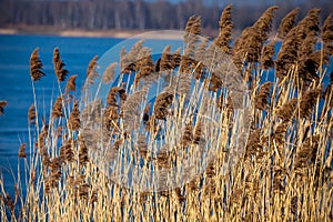 Common Reed (Phragmites) in the Pogoria III lake, Poland. photo