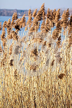 Common Reed (Phragmites) in the Pogoria III lake, Poland.