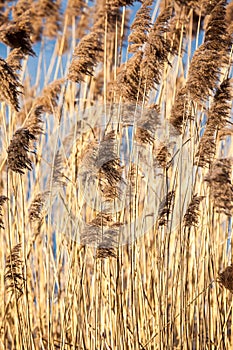 Common Reed (Phragmites) in the Pogoria III lake, Poland.