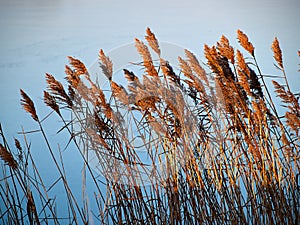 Common reed rush plants with water in the background photo