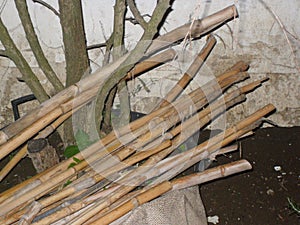 Common reed stems, photographed at night.