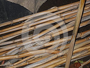 Common reed stems, photographed at night.