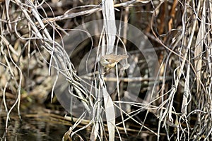 common reed warbler (Acrocephalus scirpaceus)