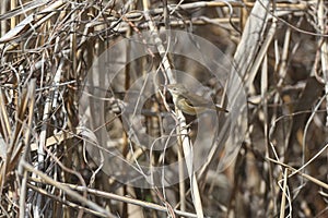 common reed warbler (Acrocephalus scirpaceus)