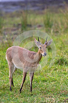 Common Reedbuck standing in grassland