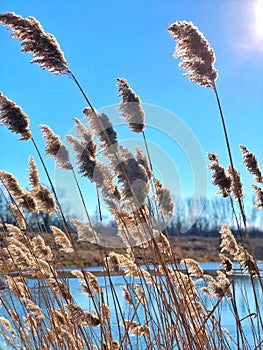 Common reeds