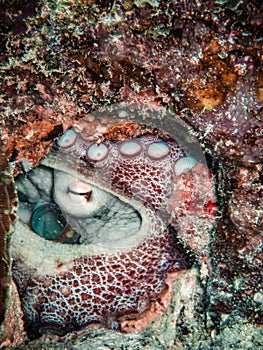 Common reef octopus hiding in the reef in the Carribbean Sea, Roatan, Bay Islands, Honduras