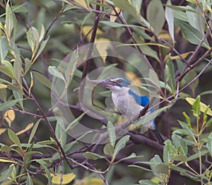 Collared Kingfisher rest on branch during noontime