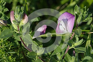 Common Restharrow - Ononis repens