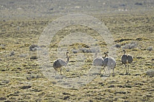 The common rhea or pampean rhea, is a species of strutioniform bird of the Rheidae family.