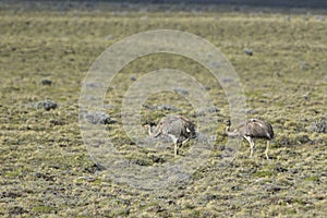 The common rhea or pampean rhea, is a species of strutioniform bird of the Rheidae family.