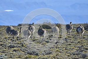 The common rhea or pampean rhea, is a species of strutioniform bird of the Rheidae family.