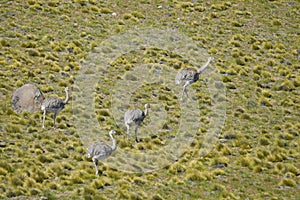 The common rhea or pampean rhea, is a species of strutioniform bird of the Rheidae family.