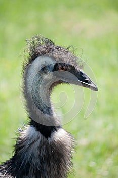 Common Rhea (Rhea americana) - landscape orientati