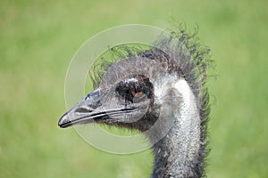 Common Rhea (Rhea americana) - landscape orientati