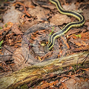 A common ribbon snake on a trail in Ontario, Canada