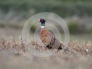 Common or Ring-necked pheasant, Phasianus colchicus