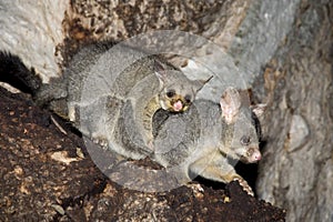 Common ring-tailed possum