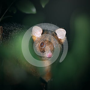 Common Ring-tailed Possum
