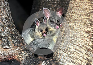 Common ring tailed possum, queensland, australia