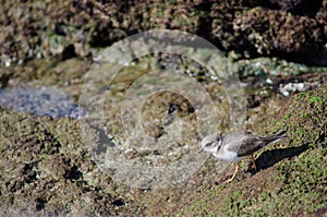 Common ringed plover.