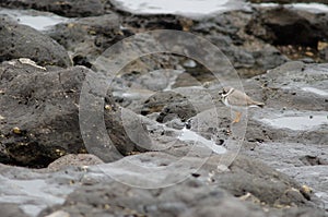 Common ringed plover.