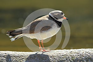 Common ringed plover