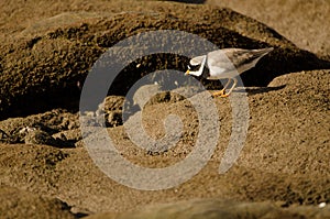 Common ringed plover.