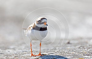 Common ringed plover bird latin: Charadrius hiaticula in morni