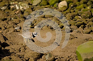 Common ringed plover calling.