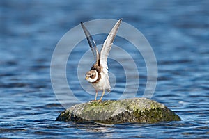 Common ringed plover Charadrius hiaticula