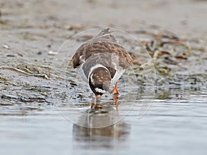 Common ringed plover Charadrius hiaticula