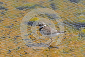 Common ringed plover,  Charadrius hiaticula