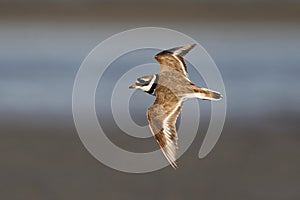 Common ringed plover Charadrius hiaticula