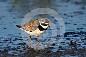 Common ringed plover Charadrius hiaticula