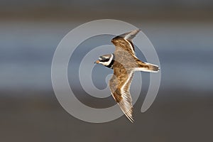 Common ringed plover Charadrius hiaticula