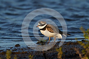 Common ringed plover Charadrius hiaticula